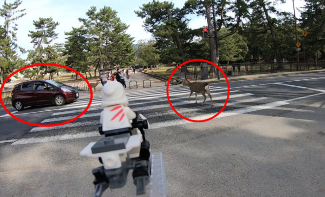 あぶないっ 車がシカにぶつかるー 奈良公園 動画1 38秒付近 トイコレ 人生はおもちゃ箱