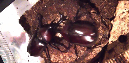 カブトムシ　ケンカ